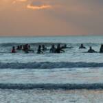 Rando Caouaise longe-côte et marche nordique à Cayeux sur mer